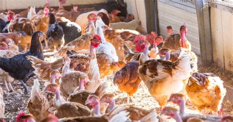 Narito Ang Mga Karaniwang Lahi Ng Manok Sa Pilipinas.